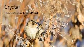  Presentation with sparrow - Theme with sparrows - sparrow among autumn leaves background and a coral colored foreground
