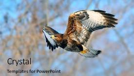  Presentation with sparrow - Colorful theme enhanced with sparrows - sparrow hawk accipiter nisus backdrop and a light blue colored foreground