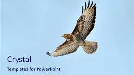 Presentation with hawk - Amazing presentation theme having sparrows - sparrow hawk in flight accipiter backdrop and a sky blue colored foreground