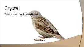  Presentation with sparrow - Presentation featuring sparrows - sparrow background and a white colored foreground