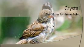  Presentation with bird - PPT theme enhanced with sparrows having bird bath background and a mint green colored foreground
