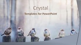  Presentation with birds - Slides having sparrows-in-a-row background and a sky blue colored foreground