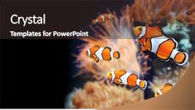  Presentation with fish aquarium - Colorful PPT theme enhanced with spase - sea anemone and clown fish backdrop and a wine colored foreground
