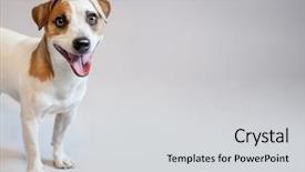  Presentation with pet grooming small dog - Amazing presentation theme having spase - smiling dog at studio happy backdrop and a  colored foreground