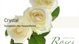  Presentation with roses - Presentation theme enhanced with spase - three white roses isolated background and a soft green colored foreground