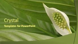  Presentation with green leaf - Slides consisting of spathiphyllum-flower-bud-with-green background and a tawny brown colored foreground