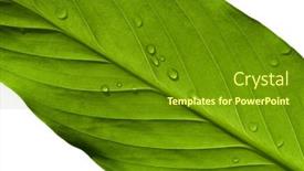  Presentation with leaf water drops fresh - Presentation theme with spathiphyllum-leaf-diagonal-with-drops background and a tawny brown colored foreground