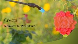  Presentation with pesticides - Beautiful PPT theme featuring spaying-flowers-in-the-garden backdrop and a gold colored foreground