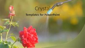  Presentation with pesticides - Slide set with spaying-flowers-in-the-garden background and a gold colored foreground