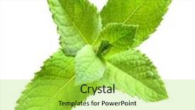  Presentation with stomach - Presentation design featuring chlorophyll - spearmint mentha spicata is background and a yellow colored foreground