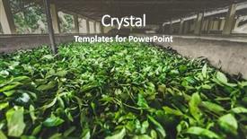  Presentation with tea leaves - Amazing PPT theme having special building for tea leaves backdrop and a dark gray colored foreground