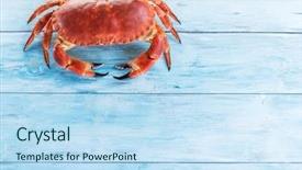  Presentation with edible crab - Cool new PPT theme with specialty food - cooked brown crab or edible backdrop and a sky blue colored foreground