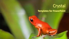  Presentation with poison - Colorful theme enhanced with species of bocas del toro backdrop and a tawny brown colored foreground