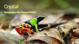  Presentation with babbling brook beautiful reflections - Slides having species of frog in madagascar background and a  colored foreground