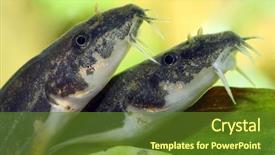  Presentation with saving - Amazing PPT layouts having species of ray-finned fish backdrop and a tawny brown colored foreground