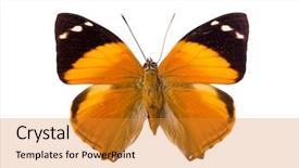  Presentation with butterfly transformation - Slides having species of the nymphalidae family background and a gold colored foreground