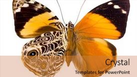  Presentation with family photo - Audience pleasing slide deck consisting of species of the nymphalidae family backdrop and a gold colored foreground