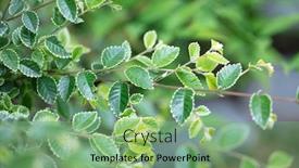  Presentation with bonsai - Colorful presentation design enhanced with species of the zelkova tree zelkova serrata keyaki japanese zelkova kinme keyaki a tree species often used in bonsai backdrop and a seafoam green colored foreground