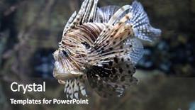  Presentation with eating fish and drink water from pollution oceans - PPT layouts enhanced with species with a painful venom background and a dark gray colored foreground