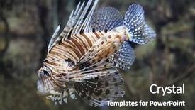  Presentation with eating fish and drink water from pollution oceans - Beautiful theme featuring species with a painful venom backdrop and a dark gray colored foreground