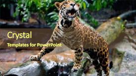  Presentation with specimen - Colorful PPT layouts enhanced with jaguars - beautiful specimen of healthy young backdrop and a tawny brown colored foreground