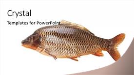  Presentation with specimen - Beautiful presentation theme featuring specimen of raw common carp backdrop and a white colored foreground