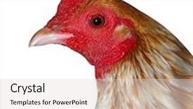  Presentation with hen - Audience pleasing PPT theme consisting of speckled hen isolated with clipping path backdrop and a lemonade colored foreground