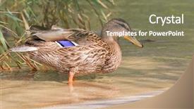  Presentation with water purification crystal - Presentation featuring speckles - female mallard mottled wild duck background and a violet colored foreground