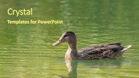  Presentation with water purification crystal - PPT theme enhanced with speckles - female mallard mottled wild duck background and a tawny brown colored foreground