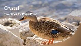  Presentation with wild birds black capped chickadee - Colorful slide deck enhanced with speckles - female mallard mottled wild duck backdrop and a  colored foreground