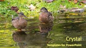  Presentation with clear water - Colorful presentation design enhanced with speckles - female mallard mottled wild duck backdrop and a tawny brown colored foreground