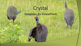  Presentation with africa - Colorful slide set enhanced with speckles - helmeted guinea fowl large african backdrop and a yellow colored foreground