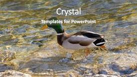  Presentation with green lake - Beautiful PPT theme featuring speckles - male mallard mottled wild duck backdrop and a  colored foreground