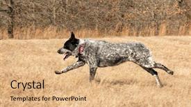  Presentation with texas - Slide deck with speckles - side view of a texas background and a coral colored foreground