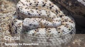  Presentation with southwestern - PPT theme featuring sallow kitten moth furcula furcula background and a tawny brown colored foreground