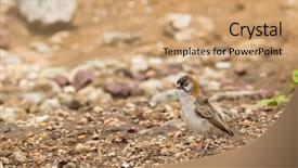  Presentation with serengeti africa - Audience pleasing slides consisting of speckles - speckle fronted weaver bird walking backdrop and a coral colored foreground