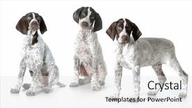  Presentation with speckles - Slide set featuring speckles - three puppies - german shorthaired background and a white colored foreground