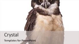  Presentation with cartoon owl - Cool new presentation design with spectacled owl isolated on white backdrop and a light gray colored foreground