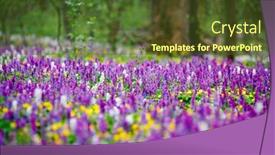  Presentation with spectacular - Slides consisting of spectacular-forest-is-covered background and a tawny brown colored foreground