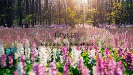  Presentation with spectacular - Presentation theme having spectacular-forest-is-covered background and a coral colored foreground