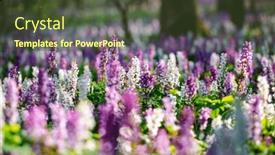  Presentation with spectacular - PPT theme featuring spectacular-forest-is-covered background and a tawny brown colored foreground