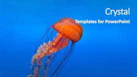  Presentation with spectacular - Audience pleasing slide deck consisting of spectacular jellyfish backdrop and a teal colored foreground