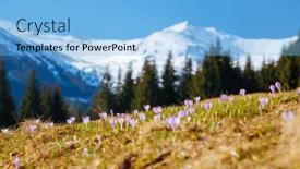  Presentation with spectacular - PPT theme with spectacular-meadows-are-covered-violet background and a light blue colored foreground