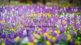  Presentation with spectacular - Theme featuring spectacular-spring-glade-in-forest background and a coral colored foreground