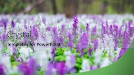  Presentation with spectacular - Slide set with spectacular-spring-glade-in-forest background and a light blue colored foreground