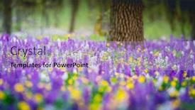 Presentation with spectacular - Slide set having spectacular-spring-glade-in-forest background and a light blue colored foreground