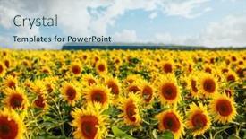  Presentation with agrarian - PPT layouts consisting of spectacular-view-with-bright-yellow background and a sky blue colored foreground