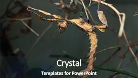  Presentation with insect - Presentation theme having spectro - giant prickly stick insect extatosoma background and a dark gray colored foreground