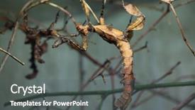  Presentation with insect - Presentation theme featuring spectro - giant prickly stick insect extatosoma background and a  colored foreground