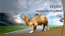  Presentation with horse sheep coat cow camel - Presentation design enhanced with speed humps - camel on the street background and a  colored foreground
